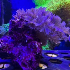 チガイウミアザミ　パクパクタイプ