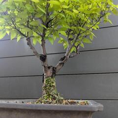 けやき 欅 盆栽 高級鉢付き 高さ60センチ 推定40〜50年以上