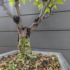 ⑪けやき欅盆栽高級鉢付き 高さ60センチ推定40〜50年以上