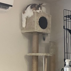 キャットタワー(アイボリー)