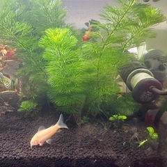 カボンバ5本！