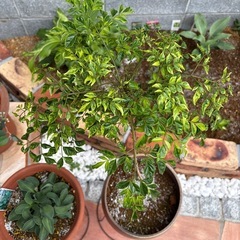 シマトネリコ　庭木　常緑　植物　ガーデン