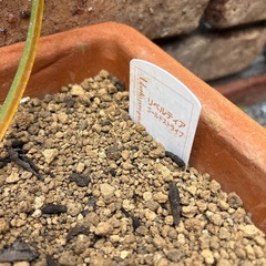リベルティア　ゴールドストライプ　常緑多年草　植物　ガーデンの画像