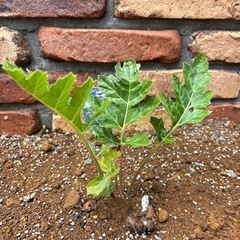 アカンサスモーリス　植物　ガーデン