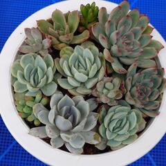 多肉植物寄せ植え