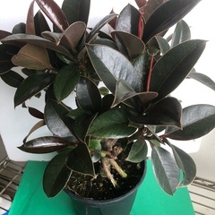 ゴムノキ　観葉植物　盆栽風