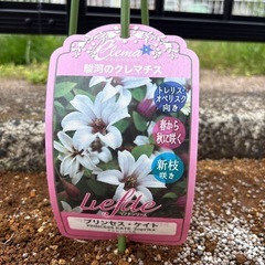 クレマチス　プリンセス・ケイト　植物　ガーデンの画像