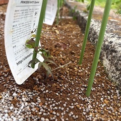 クレマチス　プリンセス・ケイト　植物　ガーデン