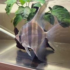 アルタムエンゼル（熱帯魚）