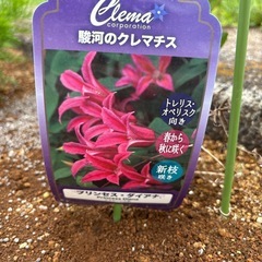 クレマチス　プリンセス・ダイアナ　植物　ガーデンの画像