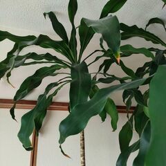 お取引中🪴幸福の木🌿ドラセナ🌿観葉植物の画像