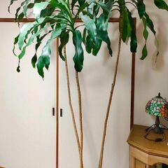 お取引中🪴幸福の木🌿ドラセナ🌿観葉植物の画像