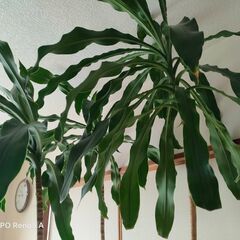お取引中🪴幸福の木🌿ドラセナ🌿観葉植物の画像