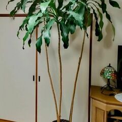 お取引中🪴幸福の木🌿ドラセナ🌿観葉植物