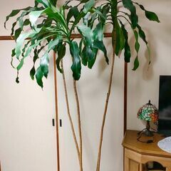 お取引中🪴幸福の木🌿ドラセナ🌿観葉植物の画像
