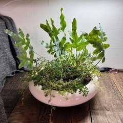 苔盆栽　　