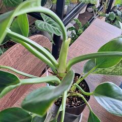 観葉植物　　フェロデンドロン2