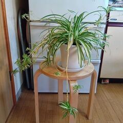 手渡し限定：オリヅルラン親株、抜き苗 子株付き　観葉植物　現品渡...