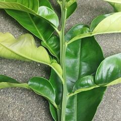 千葉北西部で地植えの巨大ポメロ 接ぎ木用・挿し木用の元気な枝　1本 余裕の30㎝の画像
