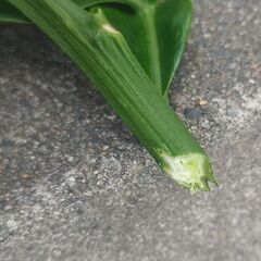千葉北西部で地植えの巨大ポメロ 接ぎ木用・挿し木用の元気な枝　1本 余裕の30㎝の画像