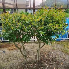 サザンカ 山茶花の木 差し上げます 2本