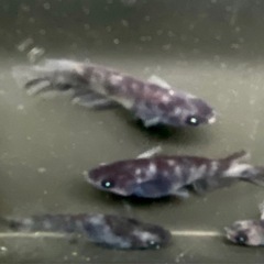 AW02アースアイ（和墨系統）　メダカの画像