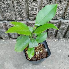 トゲなしレモン　リスボン苗木の画像