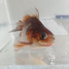 琉金　五色柄2歳約６㌢