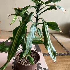 【取引中】①観葉植物　ドラセナ