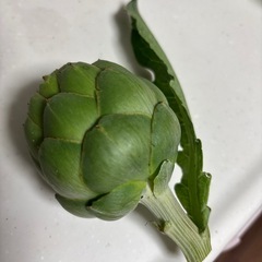 アーティチョーク　つぼみの画像