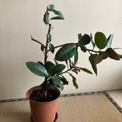 【取引中】観葉植物　ゴムの木
