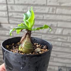 レデボウリア コンカラー 球根植物 ケープバルブ