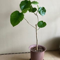 観葉植物　ウンベラータ①