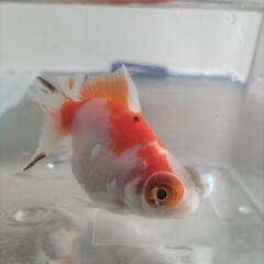 蝶尾2歳約5㌢