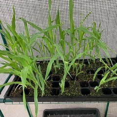 とうもろこしの苗1本30円