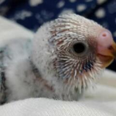 セキセイインコの雛