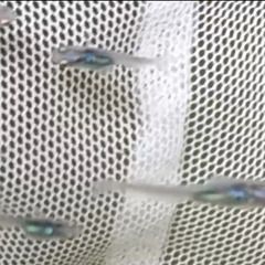 【しずく】ブルーのメダカ 【深海】親＆出品個体動画