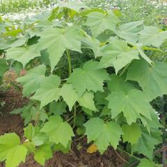 切り花でも土ごとでも