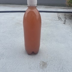 (受け渡し者決定)ネプチューンメダカ　雄1,雌3匹の画像