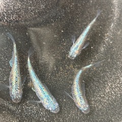 (受け渡し者決定)ネプチューンメダカ　雄1,雌3匹の画像