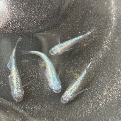 (受け渡し者決定)ネプチューンメダカ　雄1,雌3匹の画像