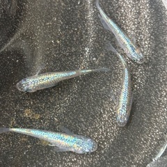 (受け渡し者決定)ネプチューンメダカ　雄1,雌3匹の画像