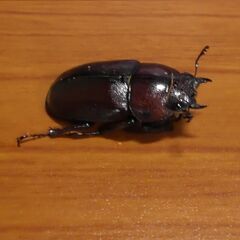 トカラノコギリクワガタ　ペア【お子様限定】No.5-8の画像