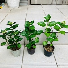 あじさい　紫陽花