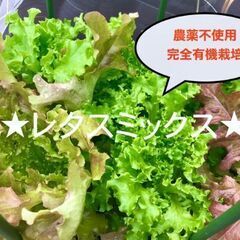 【栽培期間中農薬不使用・完全有機】レタスミックス⭐︎
