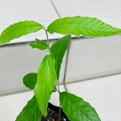 どんぐりの木の画像