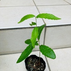 どんぐりの木