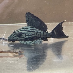 プラチナロイヤルプレコ他1匹（熱帯魚）