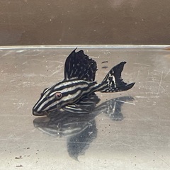 プラチナロイヤルプレコ他1匹（熱帯魚）の画像