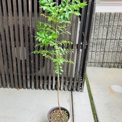 シマトネリコを格安でお譲り致します。庭木・苗木・植木・観葉植物